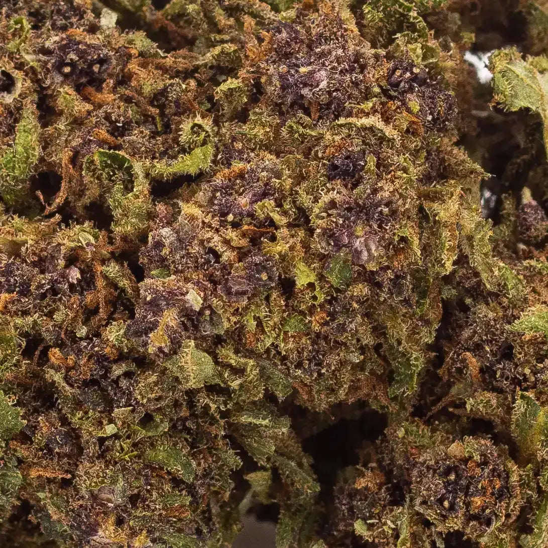 Zoom sur la Fleur de CBD Purple Haze - Couleur violette et trichomes intenses - Amsterdam Quality
