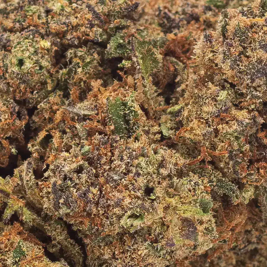 Vue rapprochée des fleurs CBD premium Girl Scout Cookies (GSC), mettant en valeur la densité. Cultivée en indoor avec un arôme sucré et un taux de THC légal.