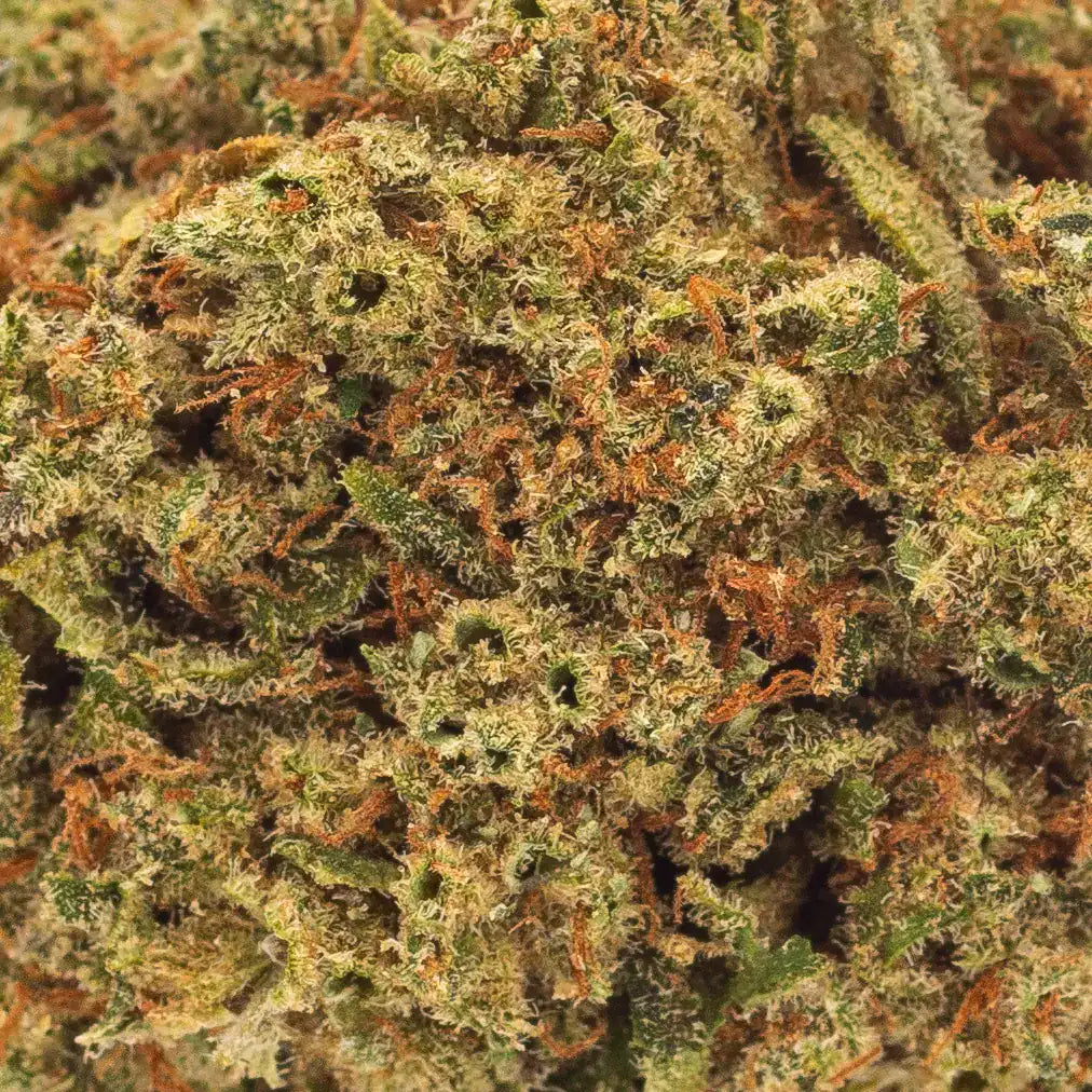 Zoom sur les trichomes et pistils orangés de la fleur de CBD Amnesia, mettant en avant sa qualité premium indoor.