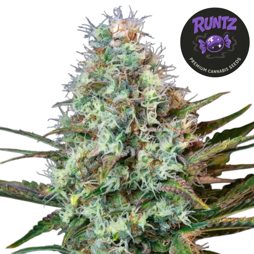 runtz(1)