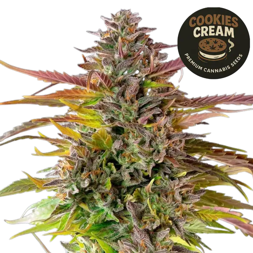 cookies cream
