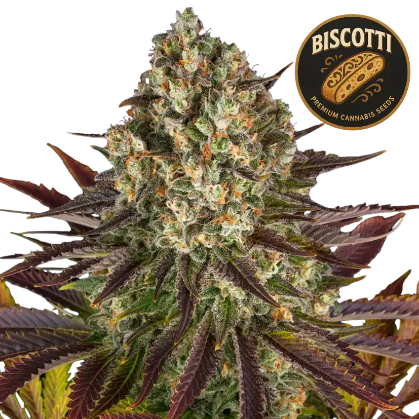 biscotti