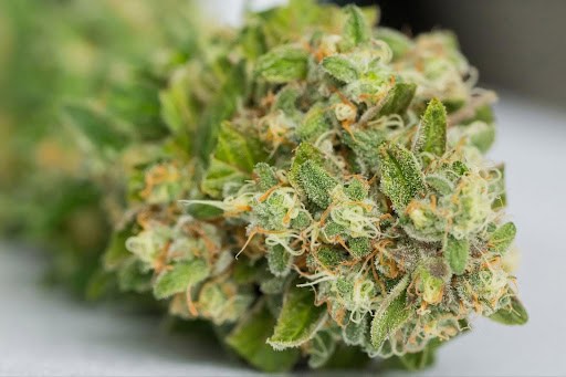 Quelle est la fleur de CBD la plus puissante en France ?