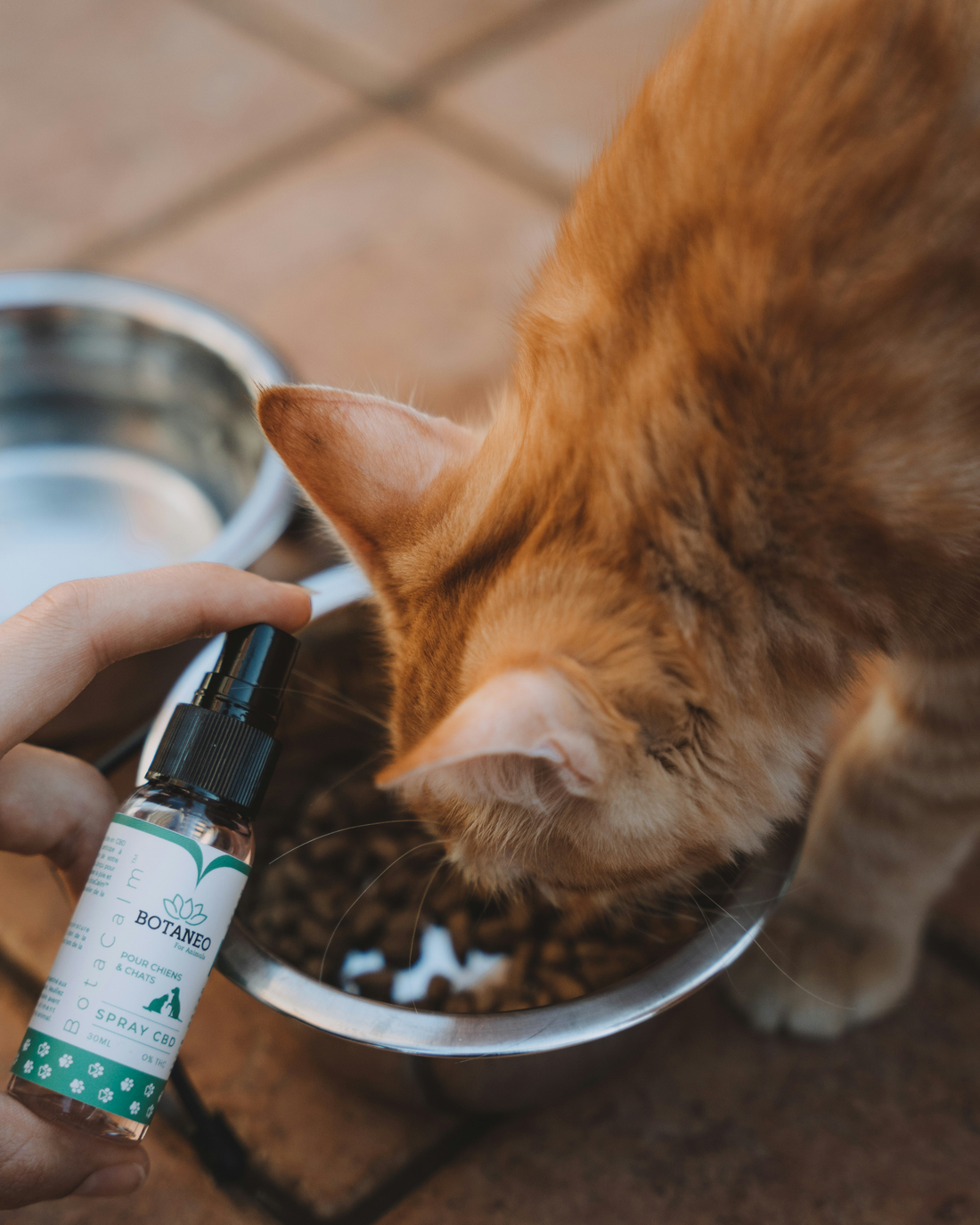 CBD pour chat : bienfaits, utilisation et conseils pour choisir le bon produit