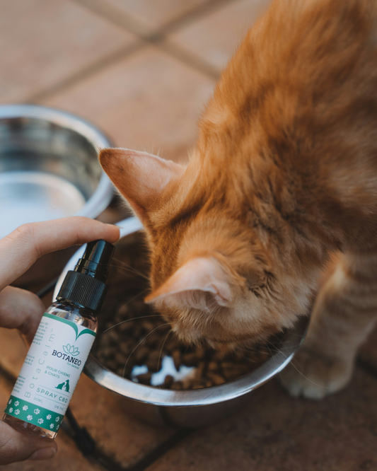 CBD pour chat : bienfaits, utilisation et conseils pour choisir le bon produit