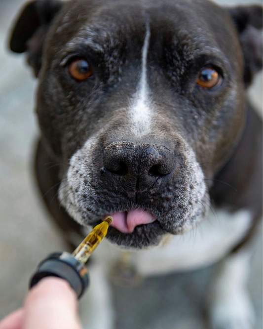CBD pour chien : bienfaits, utilisation et conseils pour choisir le bon produit