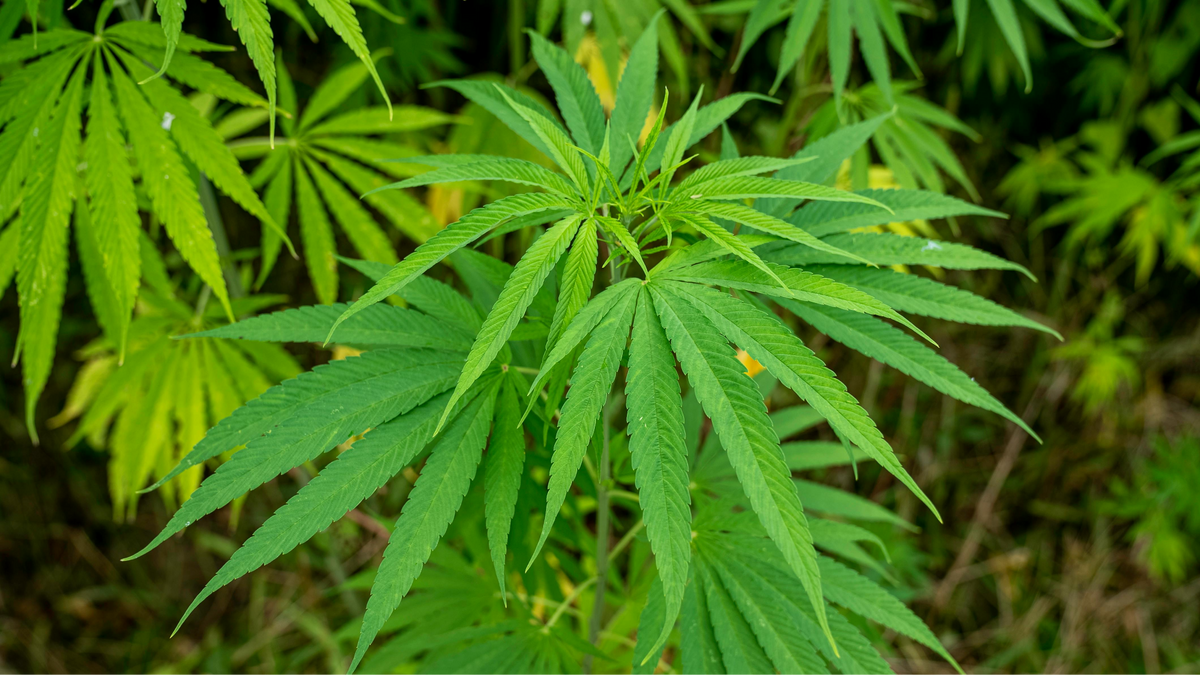 comment-reconnaitre-une-fleur-cbd-de-qualite/