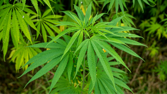 comment-reconnaitre-une-fleur-cbd-de-qualite/