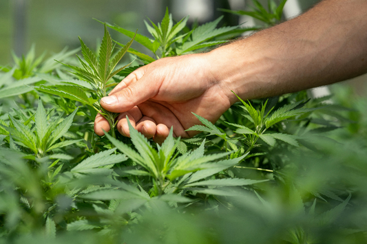 Indoor, Greenhouse ou Outdoor : quelle fleur CBD choisir ?