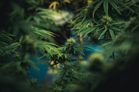 thc-x-effets-risques-legalit