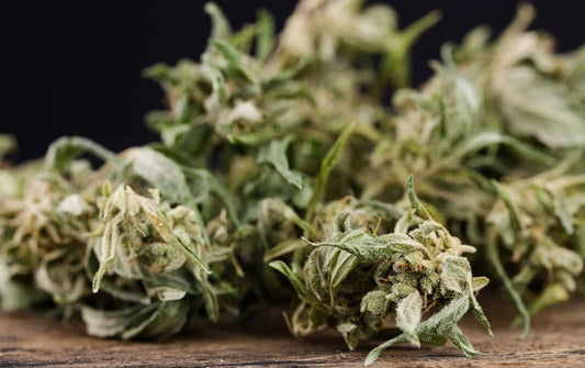 THV N10 : Une alternative légale au THC en France ?