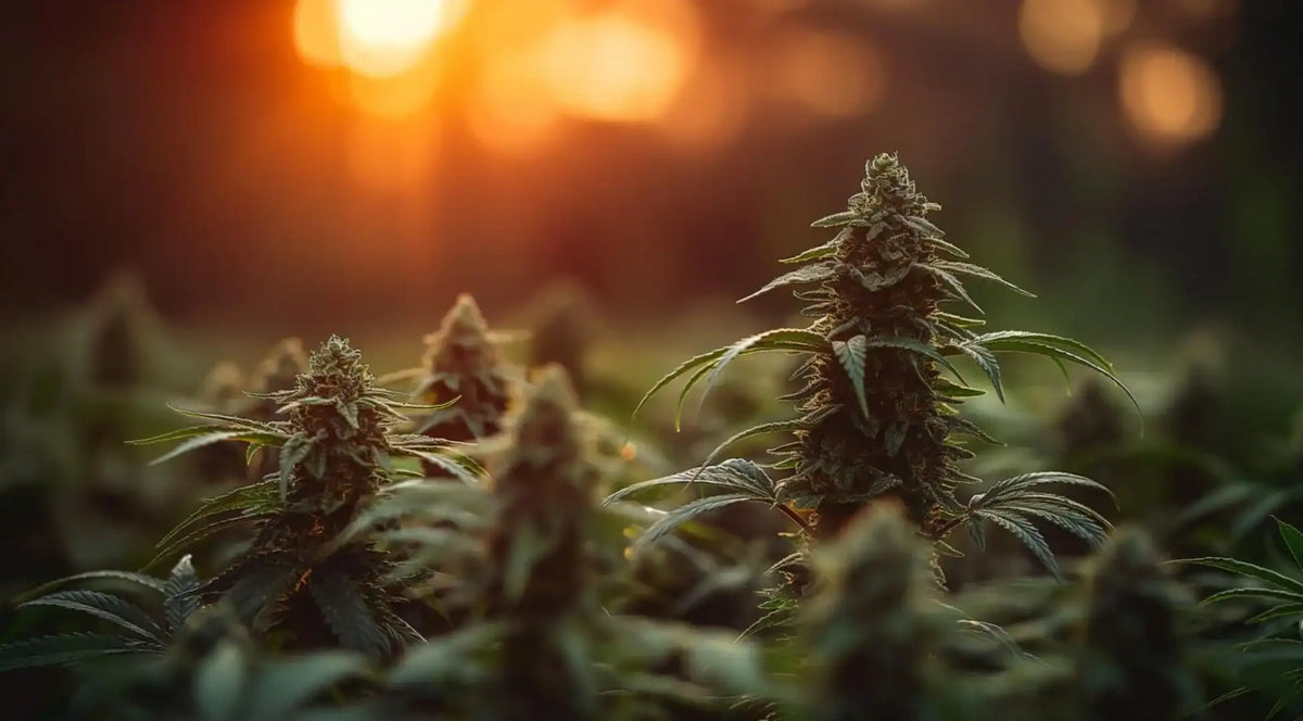 Fleurs CBD Glasshouse et Greenhouse cultivées sous serre