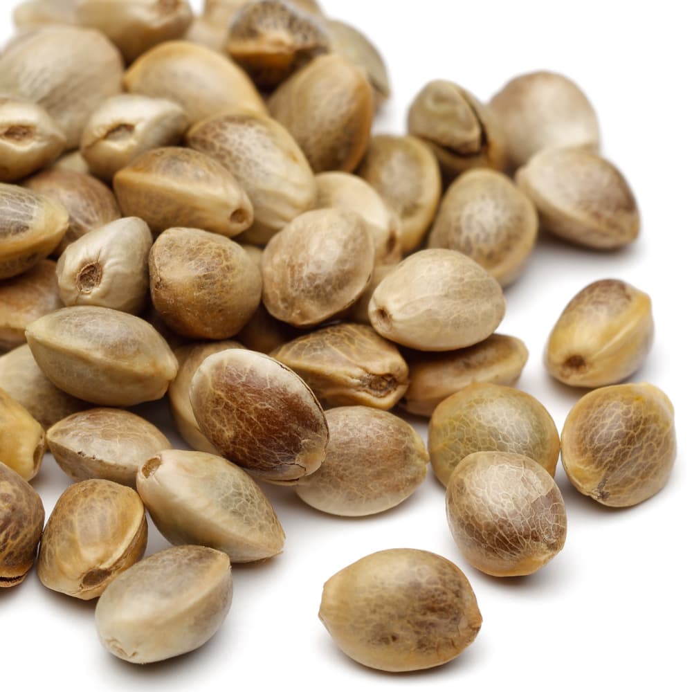 Graines de cannabis