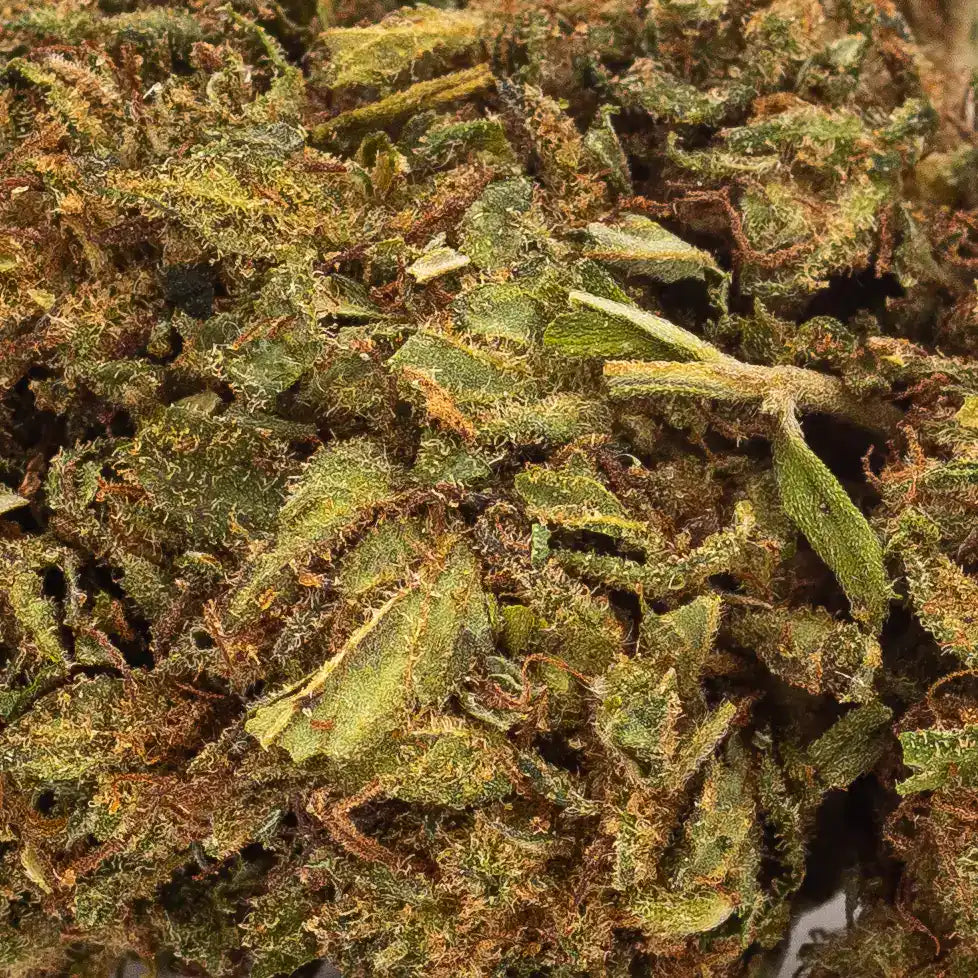 Zoom sur la texture cristalline et la coloration intense de la fleur de CBD Sunset Sherbet, soulignant sa qualité indoor.