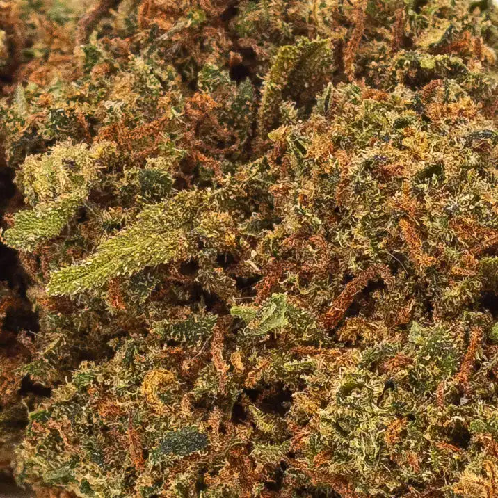 Zoom sur la fleur CBD premium Sour Diesel, mettant en avant sa texture trichomée et ses nuances verdoyantes.