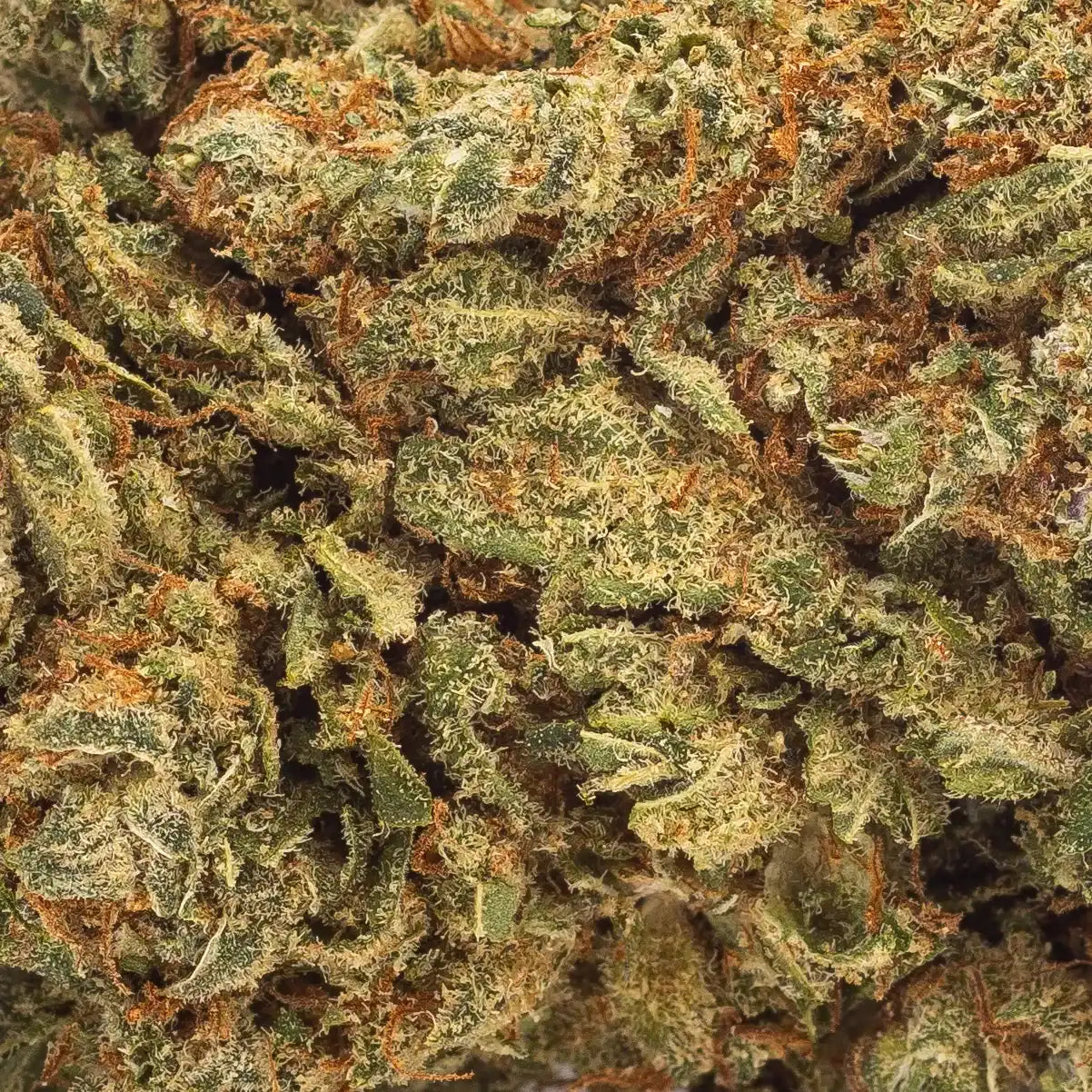 Zoom sur la fleur CBD premium Pineapple Express, détaillant ses reflets verts et jaunes et son épaisse couche de trichomes.