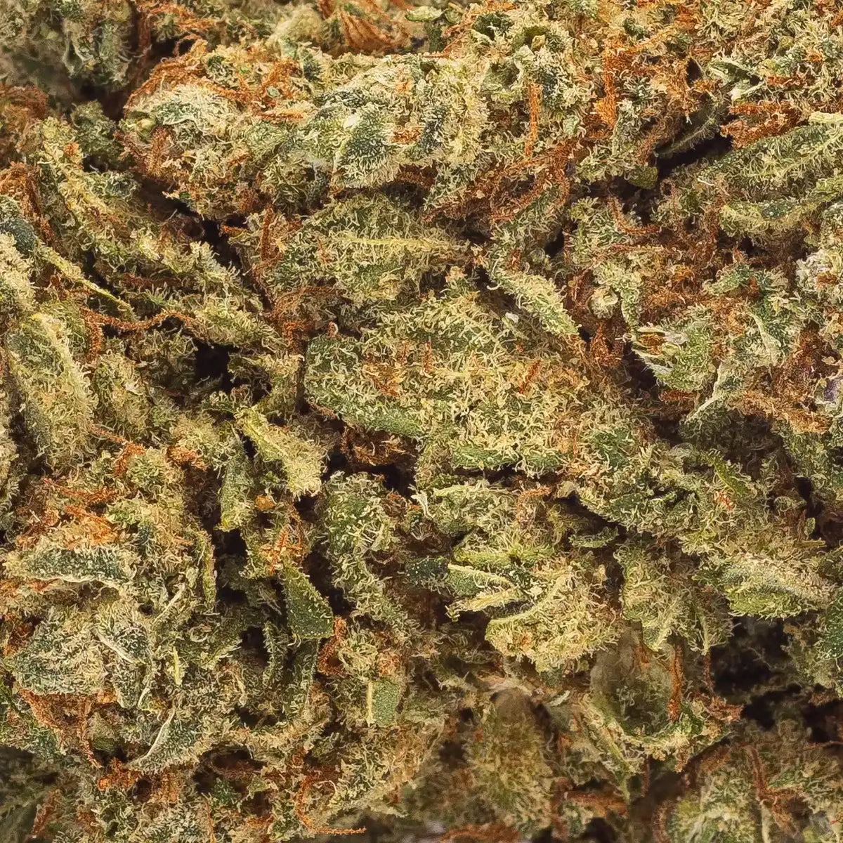 Zoom sur la fleur CBD premium Pineapple Express, détaillant ses reflets verts et jaunes et son épaisse couche de trichomes.