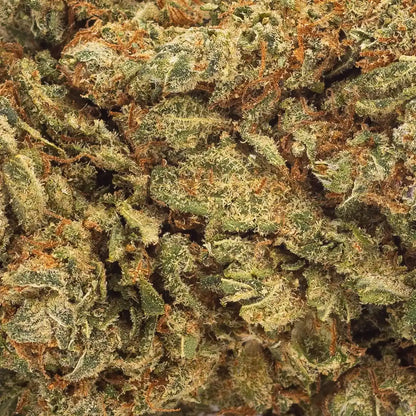 Zoom sur la fleur CBD premium Pineapple Express, détaillant ses reflets verts et jaunes et son épaisse couche de trichomes.