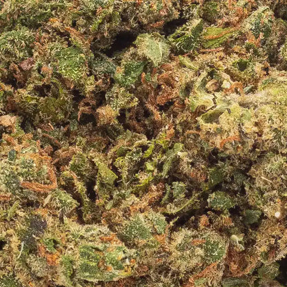 Gros plan d'une fleur CBD premium Jack Herer de la marque Amsterdam Quality