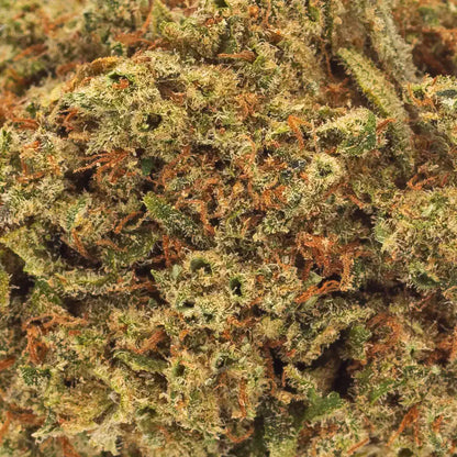 Zoom sur les trichomes et pistils orangés de la fleur de CBD Amnesia, mettant en avant sa qualité premium indoor.