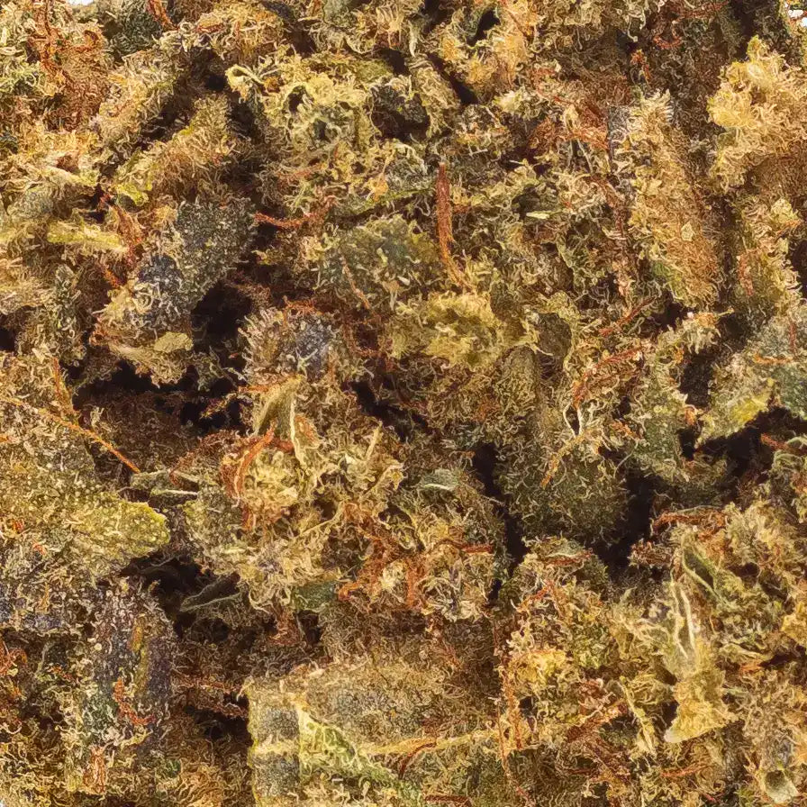 Détail trichomes Fleur CBD Miracle Alien Cookies - Glasshouse - Amsterdam Quality. Arômes terreux et sucrés, qualité premium sous serre.
