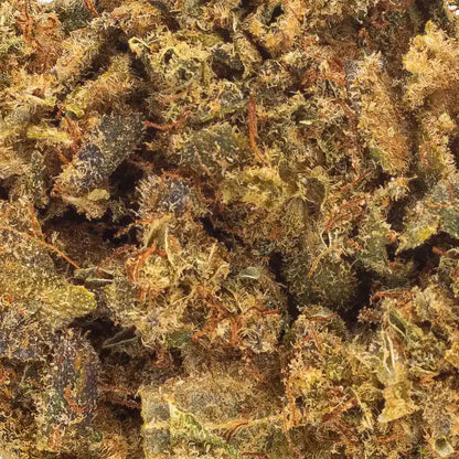Détail trichomes Fleur CBD Miracle Alien Cookies - Glasshouse - Amsterdam Quality. Arômes terreux et sucrés, qualité premium sous serre.
