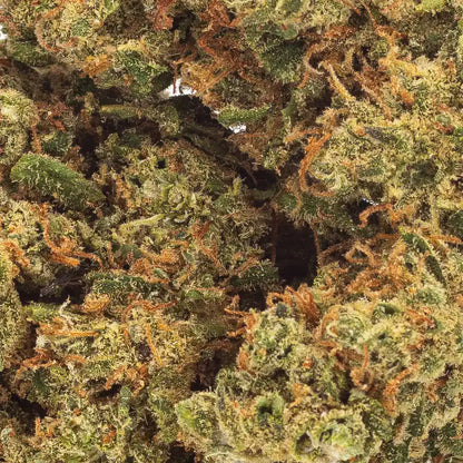 Détail trichomes Fleur CBD Sunset Sherbet - Indoor - Amsterdam Quality. Notes sucrées et crémeuses, culture intérieure, taux de THC < 0,3%.