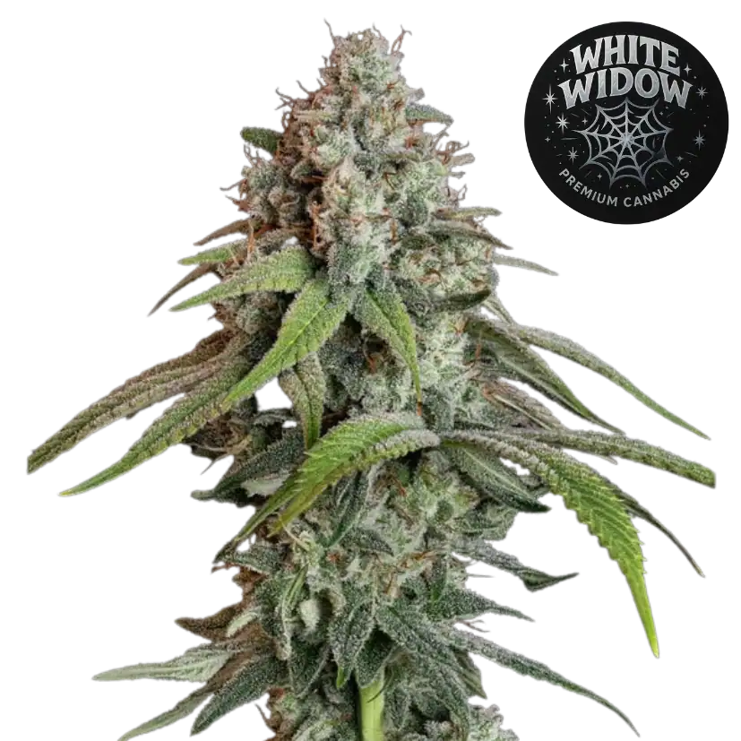 white widow
