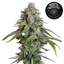 white widow