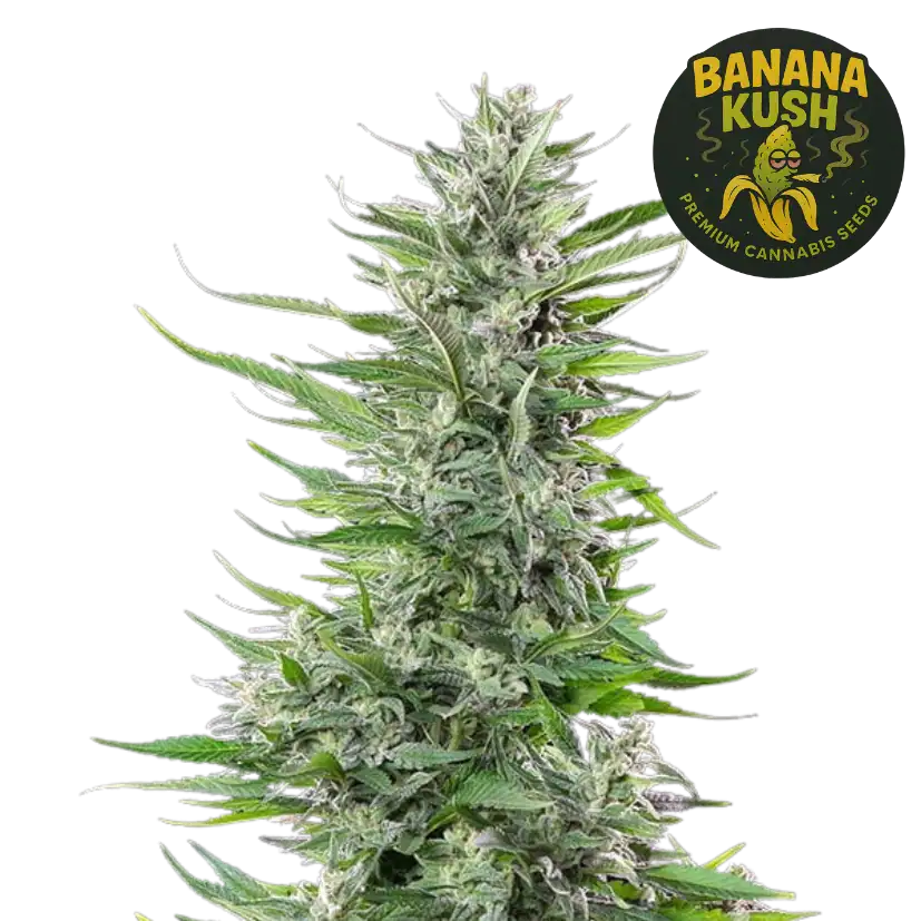banana kush