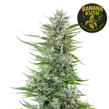 banana kush