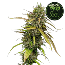 medical pass