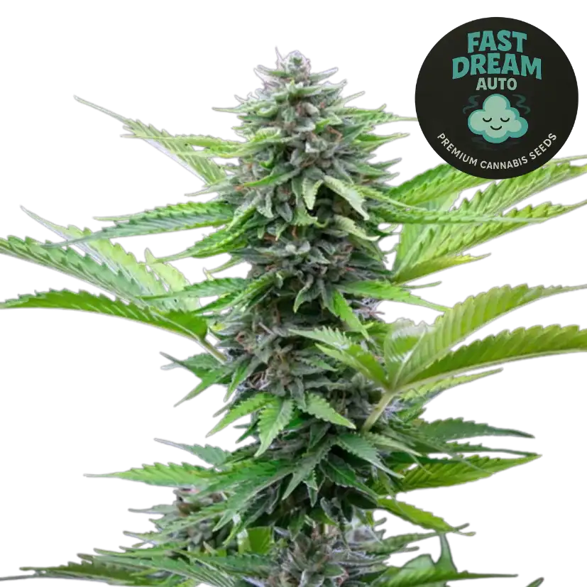 fast dream auto