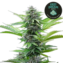 fast dream auto