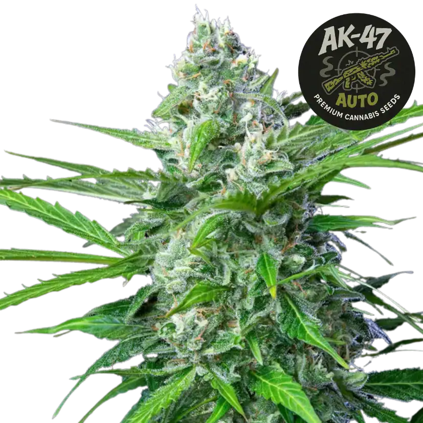 ak-47 auto (1)