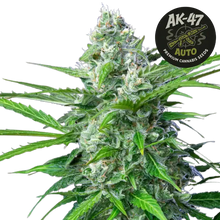 ak-47 auto (1)