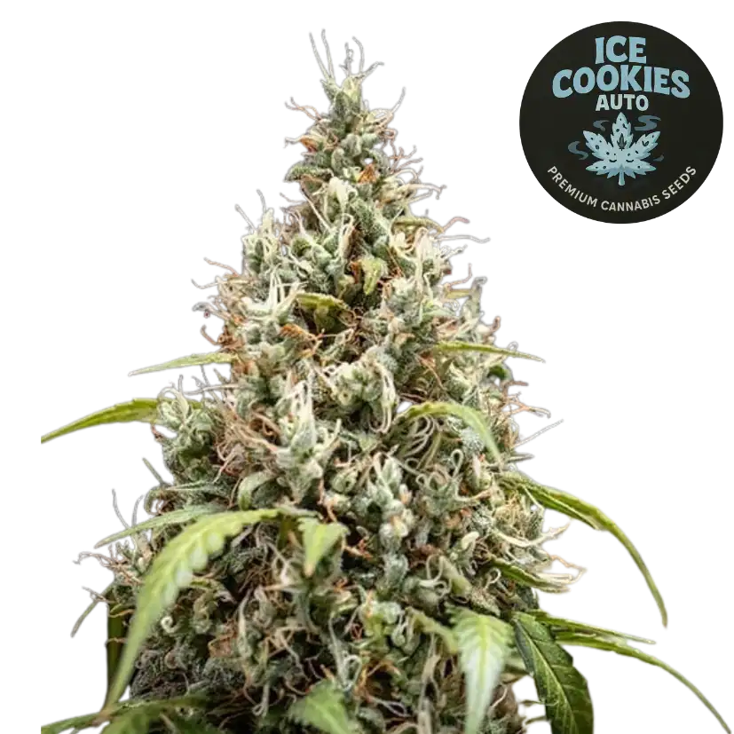 ice cookies auto