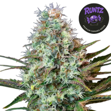 runtz(1)