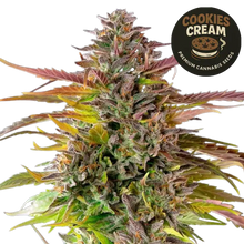 cookies cream