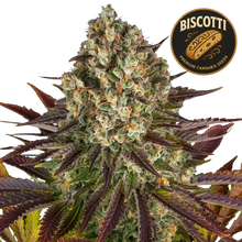 biscotti