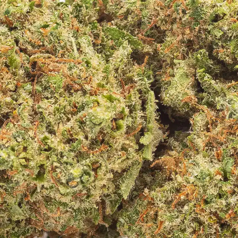 Détail de la résine abondante et des teintes vives de la fleur de CBD Super Lemon indoor, soulignant sa qualité exceptionnelle.