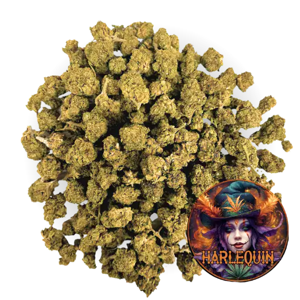 Small bud de CBD Harlequin sur fond transparent avec un logo illustré, mettant en avant une variété riche en cannabinoïdes.