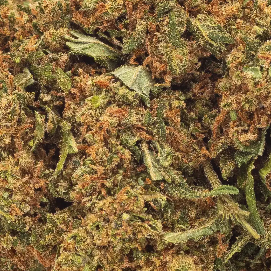 Zoom sur la Fleur de CBD Gorilla Runtz - Pistils orangés et trichomes denses