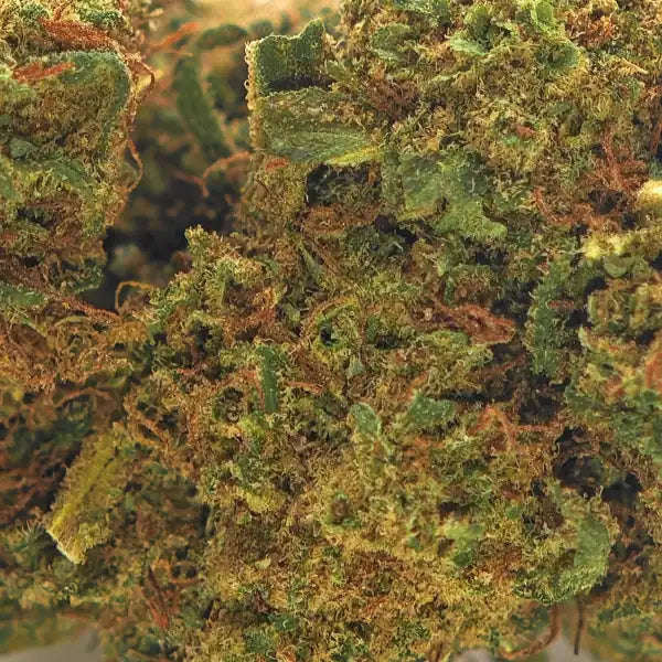Fleur CBD Critical Glasshouse, puissance maximale, effet apaisant et prix accessible.