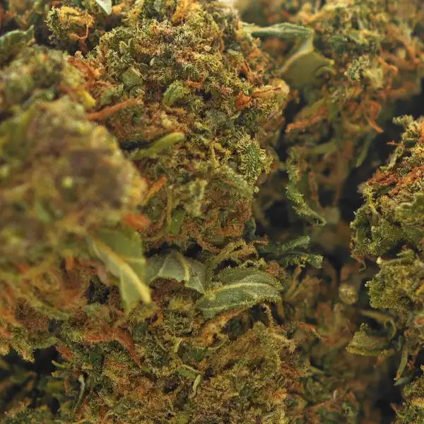 Fleur CBD Bruce Banner Glasshouse, explosion de saveurs fruitées et relaxation profonde, à prix canon.