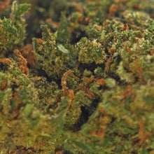 Gros plan sur les têtes de Super Skunk CBD, résineuses et aromatiques - Amsterdam Quality