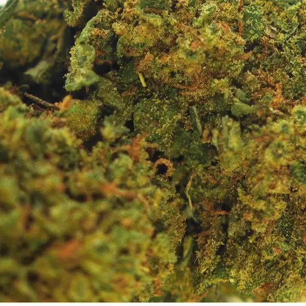 Mango Kush CBD en gros plan, bourgeons compacts et riches en terpènes - Amsterdam Quality