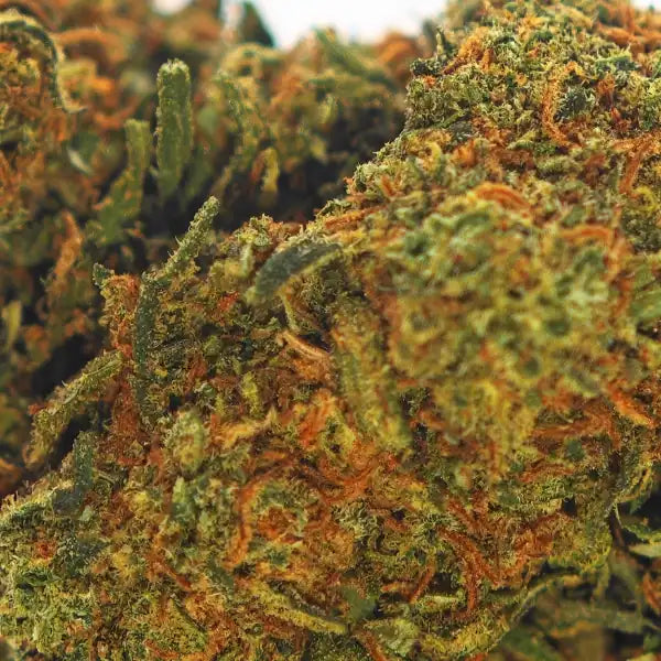 Zoom sur la fleur de CBD Orange Bud avec ses trichomes et reflets orangés - Amsterdam Quality