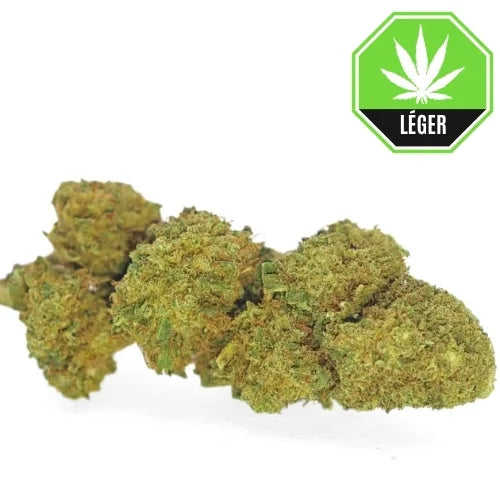 Critical Kush