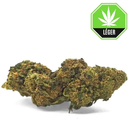 Orange Bud
